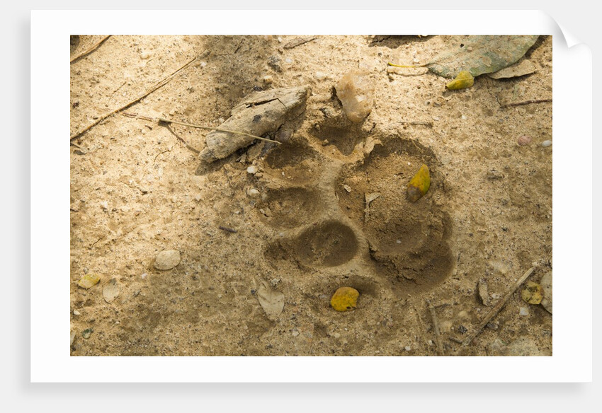 Jaguar Track in Sand by Anonymous