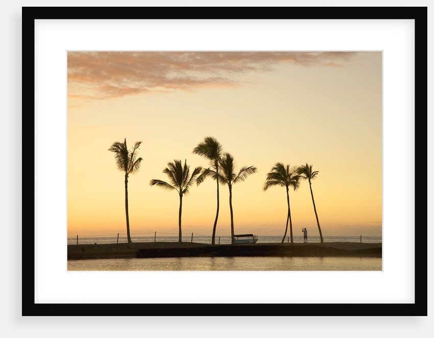 Row of palm trees along breakwater at sunset by Anonymous