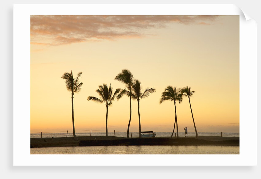 Row of palm trees along breakwater at sunset by Anonymous