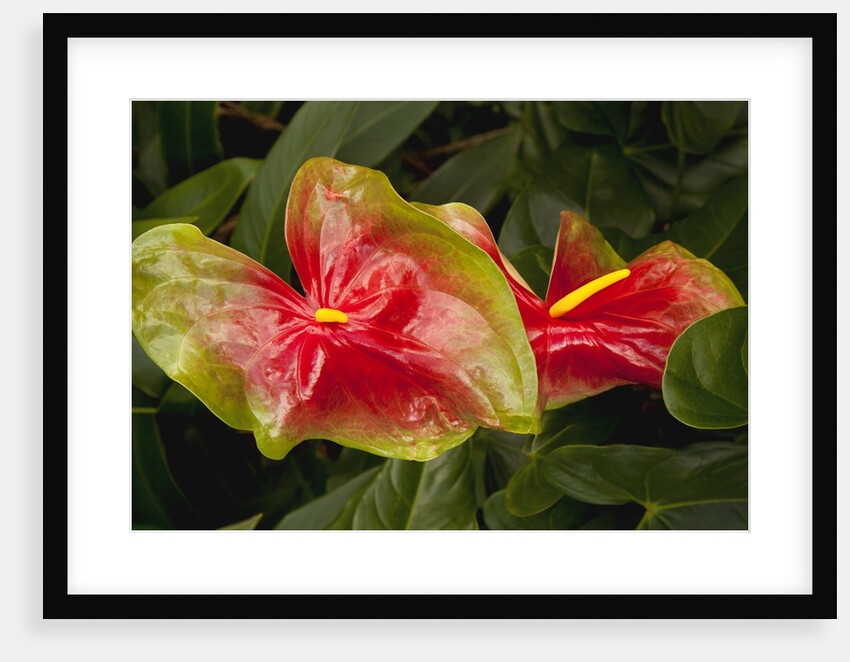 Close up view of 2 red/green anthurium in a garden by Anonymous