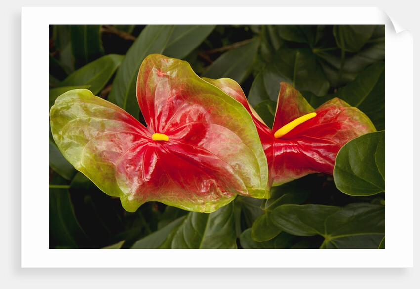 Close up view of 2 red/green anthurium in a garden by Anonymous