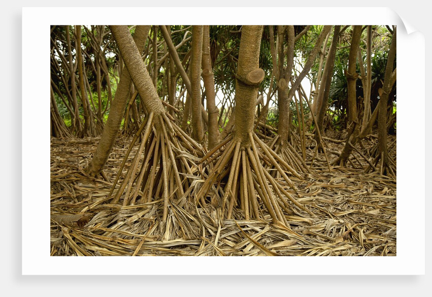 Prop roots of Hawaiian Hala trees by Anonymous