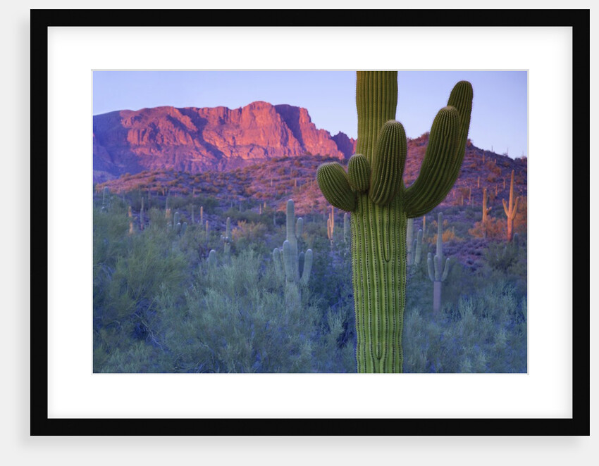 Saguaro cacti with red mesa and sky beyond by Anonymous