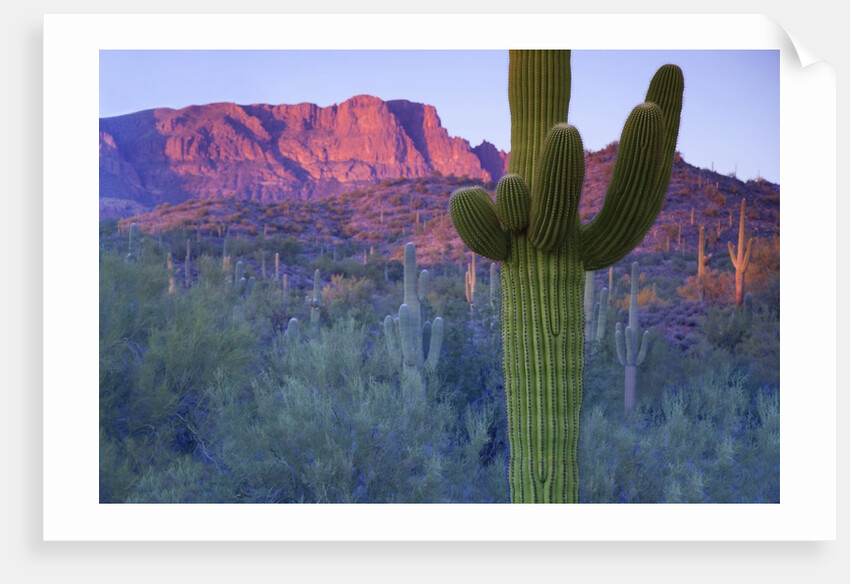 Saguaro cacti with red mesa and sky beyond by Anonymous