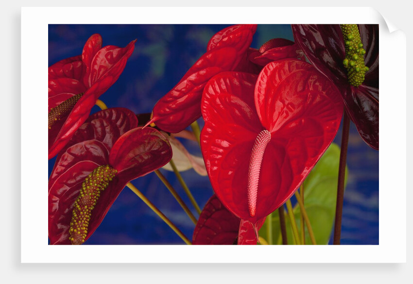 Variety of cut red Anthurium flowers against blue background by Anonymous