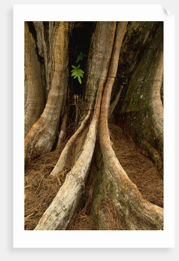 Close up view of trunk and roots of Ironwood Tree by Anonymous