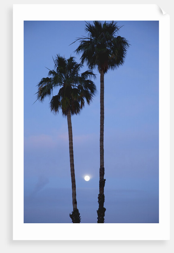 Setting sun between two California Fan Palm trees by Anonymous