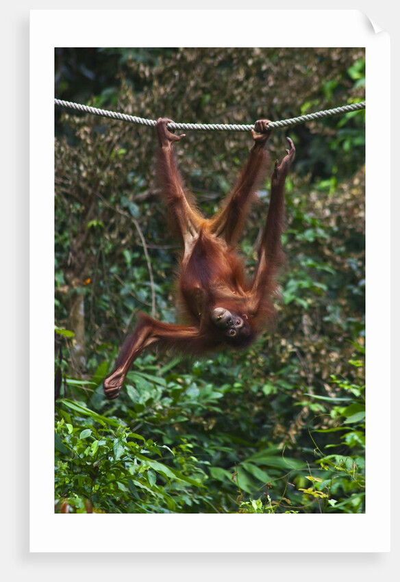An orangutan (Pongo pygmaeus) at the Sepilok Orangutan Rehabilitation Center by Anonymous