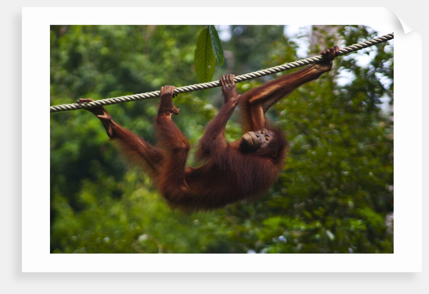 An orangutan (Pongo pygmaeus) at the Sepilok Orangutan Rehabilitation Center by Anonymous