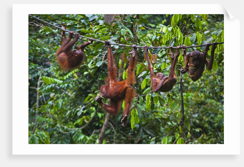A group of orangutans (Pongo pygmaeus) at the Sepilok Orangutan Rehabilitation Center by Anonymous