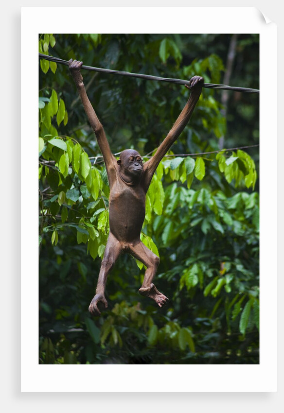 A sick baby orangutan (Pongo pygmaeus) at the Sepilok Orangutan Rehabilitation Center by Anonymous