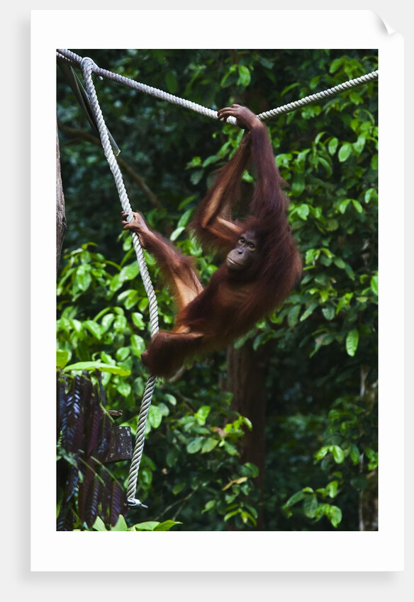 An orangutan (Pongo pygmaeus) at the Sepilok Orangutan Rehabilitation Center by Anonymous