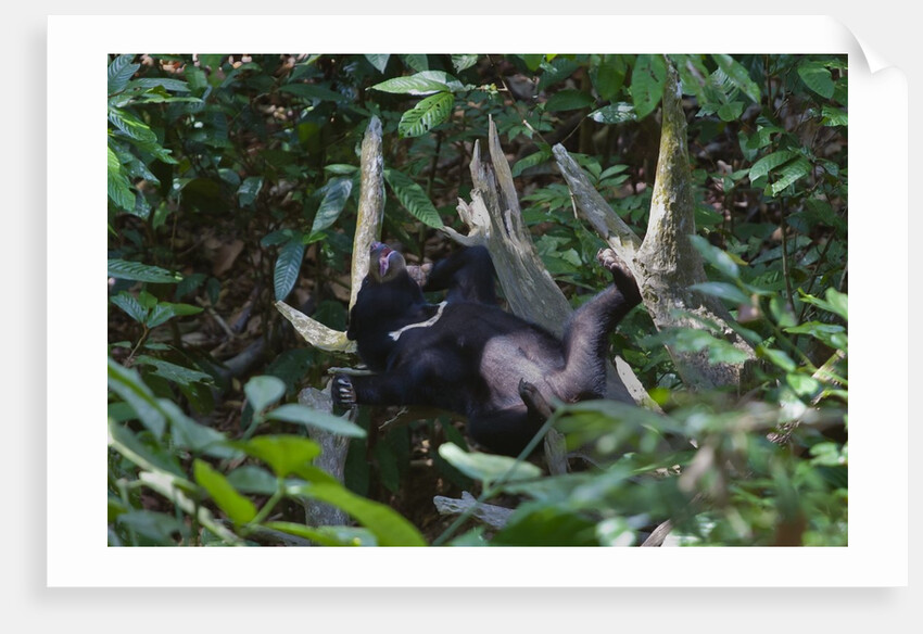 A sun bear (Helarctos malayanus) at the Bornean Sun Bear Conservation Center by Anonymous