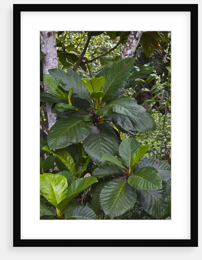 Tropical plants in Kabili-Sepilok Forest Reserve by Anonymous