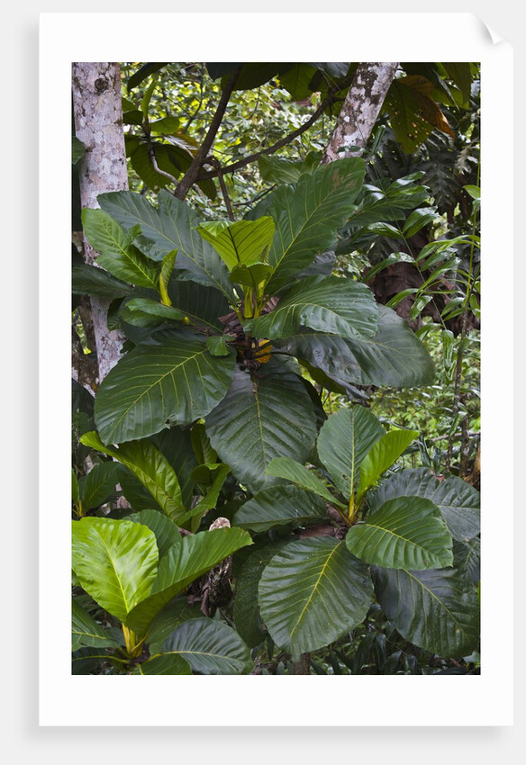 Tropical plants in Kabili-Sepilok Forest Reserve by Anonymous