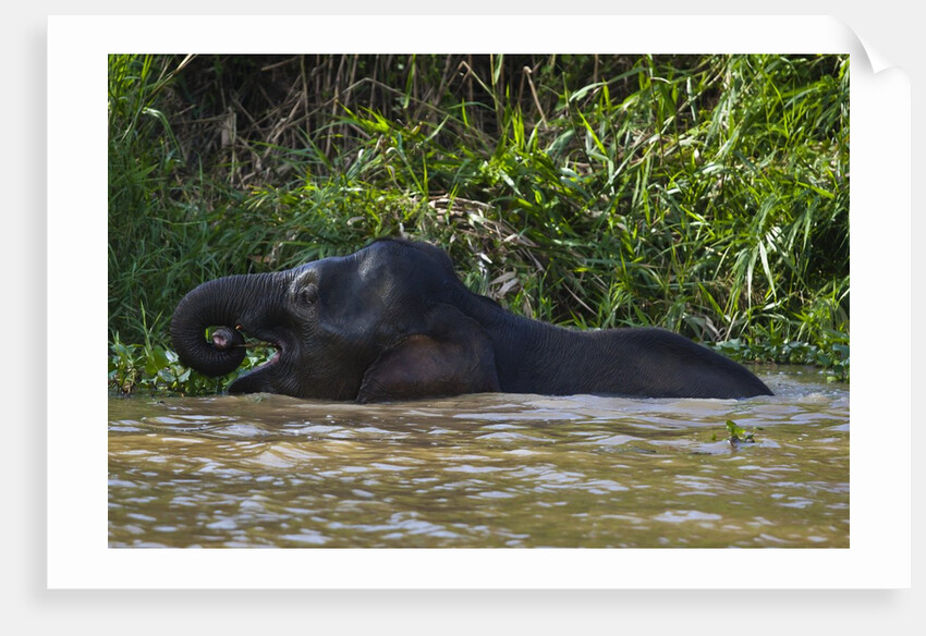 Bornean Pygmy Elephant (Elephas maximus borneensis) by Anonymous