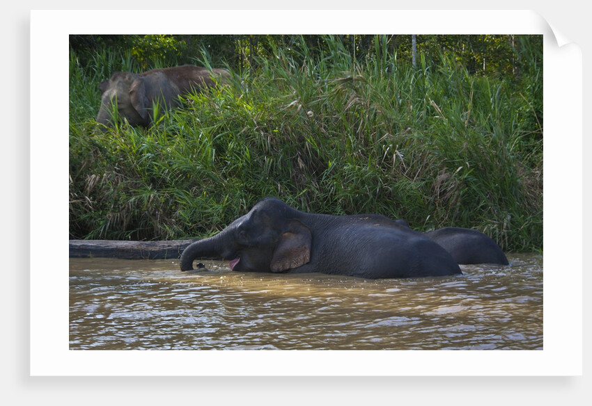 Bornean Pygmy Elephants (Elephas maximus borneensis) by Anonymous