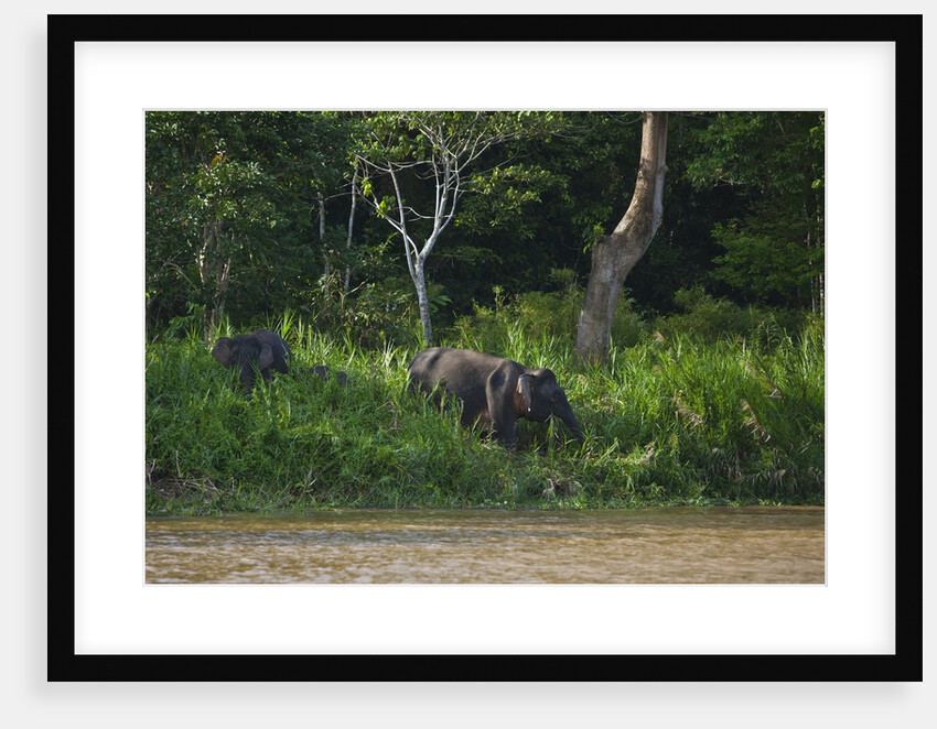 Bornean Pygmy Elephants (Elephas maximus borneensis) by Anonymous