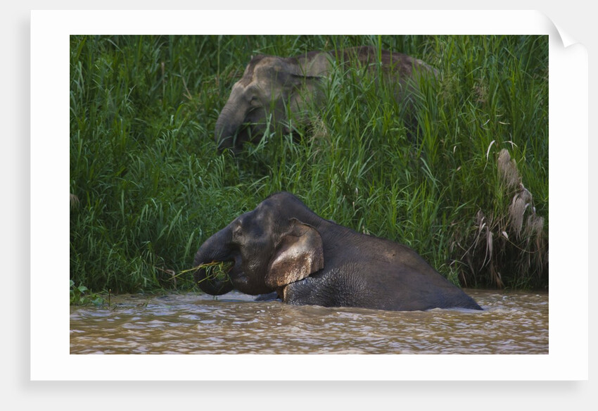 Bornean Pygmy Elephants (Elephas maximus borneensis) by Anonymous