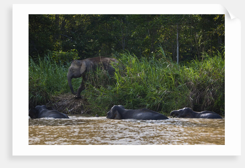 Bornean Pygmy Elephants (Elephas maximus borneensis) by Anonymous