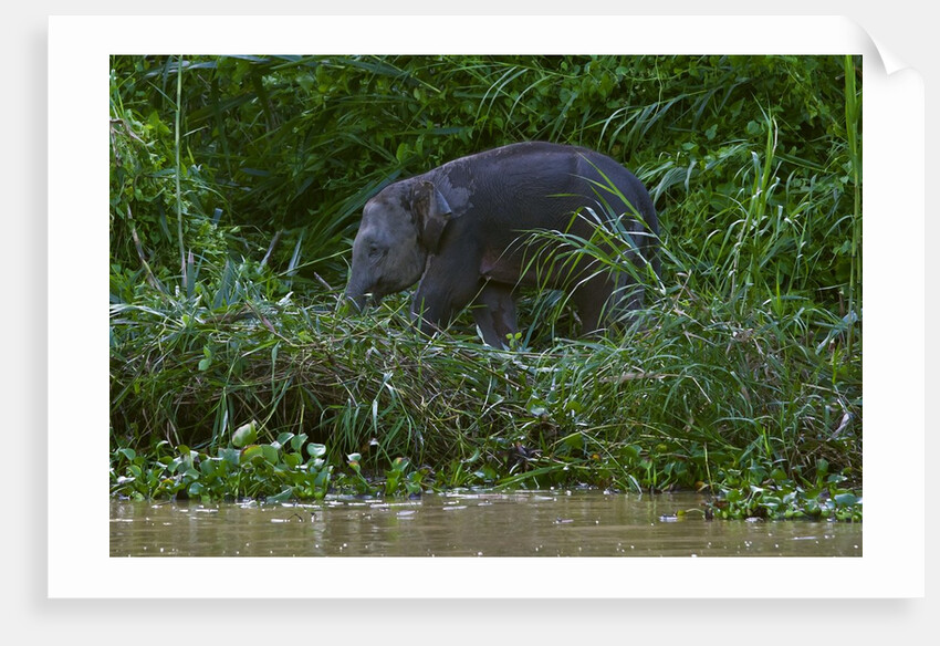 Bornean Pygmy Elephant (Elephas maximus borneensis) by Anonymous