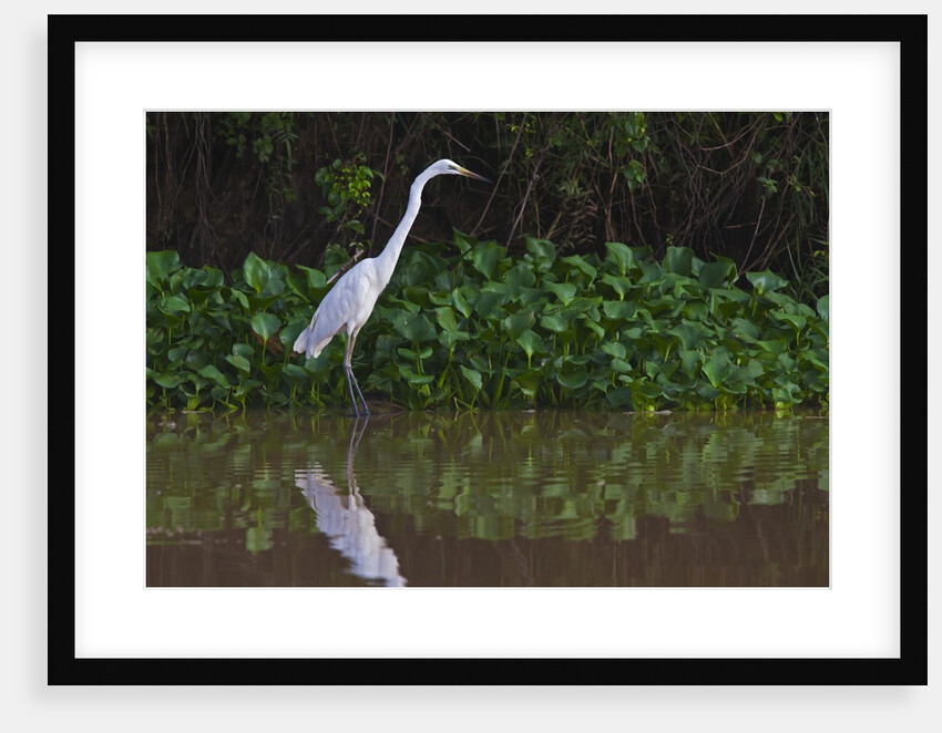 A great egret (Ardea alba) hunts along the riverbank by Anonymous
