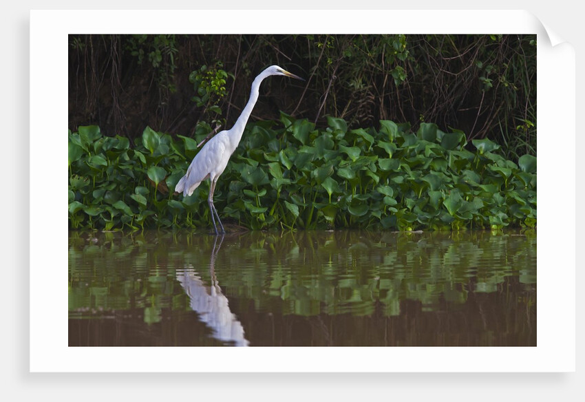 A great egret (Ardea alba) hunts along the riverbank by Anonymous