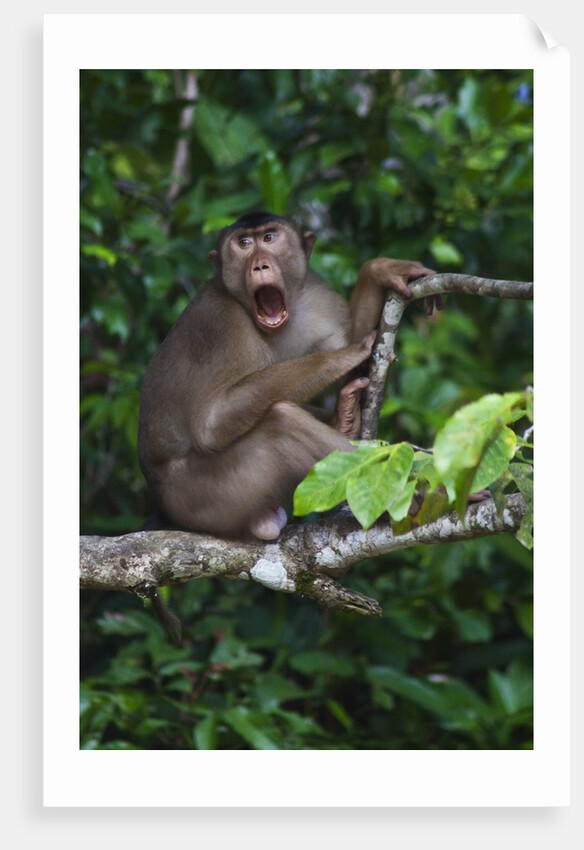 Stump-tailed macaque (Macaca arctoices) by Anonymous