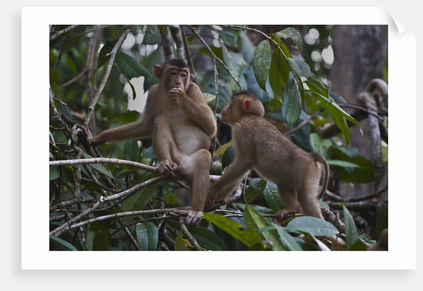 Stump-tailed macaques (Macaca arctoices) by Anonymous