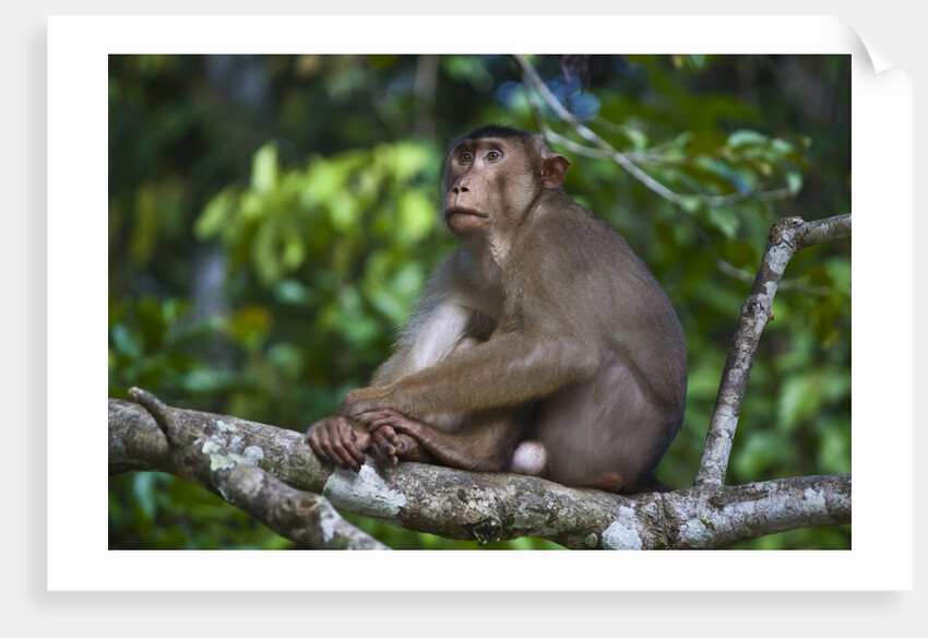 Stump-tailed macaque (Macaca arctoices) by Anonymous