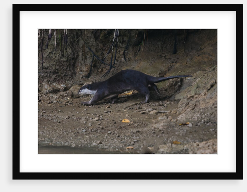 Hairy-nosed otter (Lutra sumatrana) by Anonymous