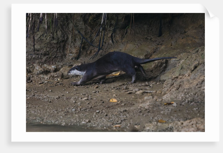 Hairy-nosed otter (Lutra sumatrana) by Anonymous