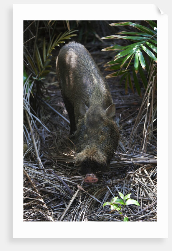 A Bornean bearded pig (Sus barbatus) by Anonymous