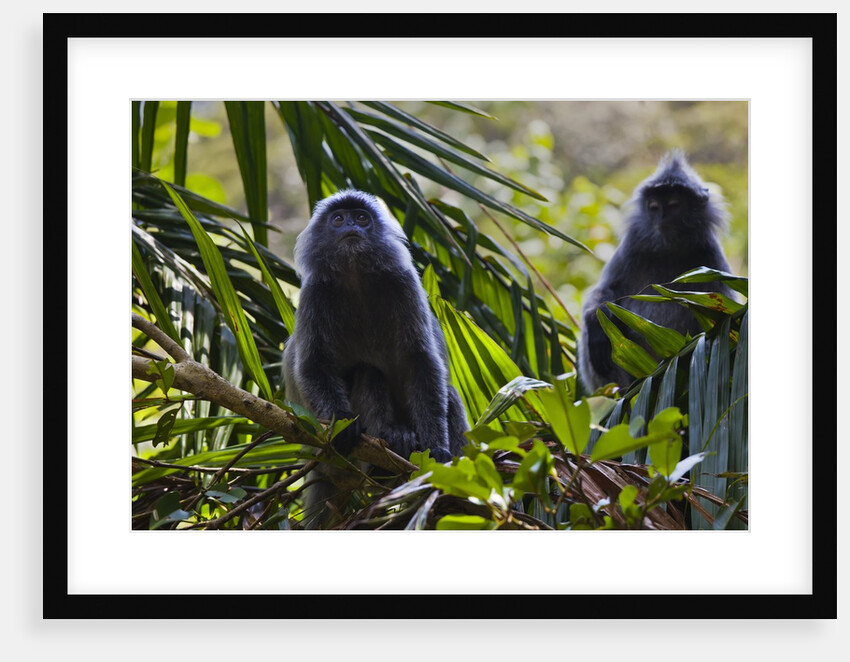 Troupe of silvery lutung or silvered leaf monkeys (Trachypithecus cristatus) by Anonymous