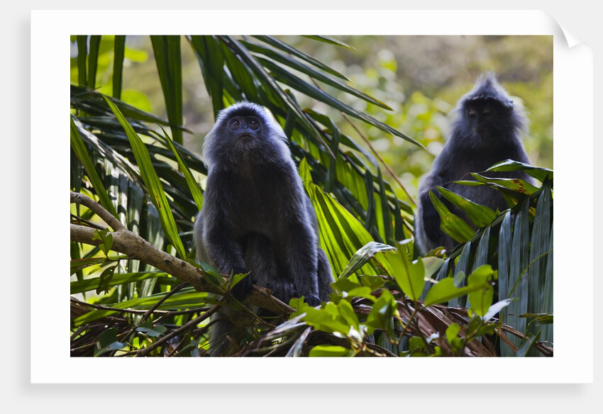 Troupe of silvery lutung or silvered leaf monkeys (Trachypithecus cristatus) by Anonymous