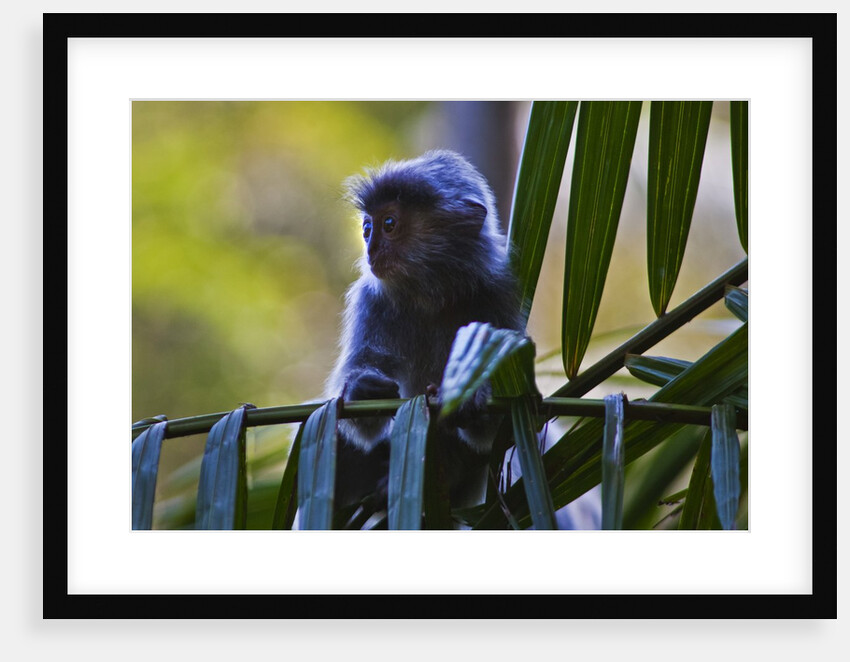 A silvery lutung or silvered leaf monkey (Trachypithecus cristatus) by Anonymous