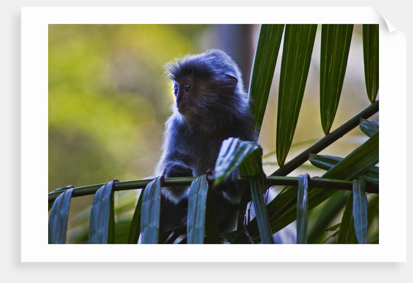 A silvery lutung or silvered leaf monkey (Trachypithecus cristatus) by Anonymous