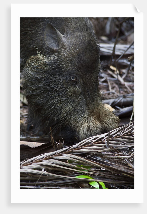 A Bornean bearded pig (Sus barbatus) by Anonymous