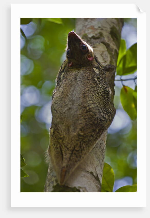 Colugo or Flying Lemur (Galeopterus variegatus) on a tree by Anonymous