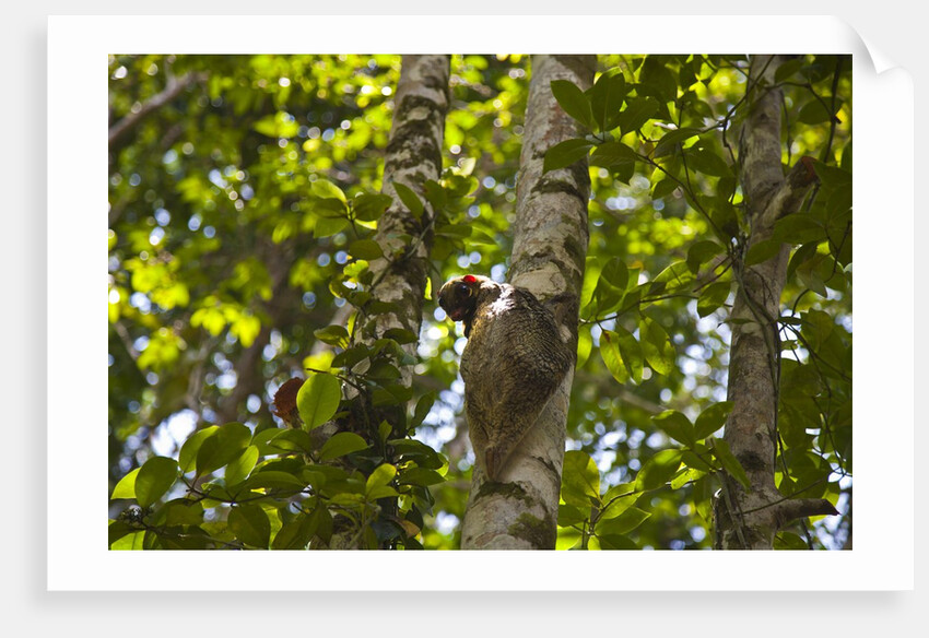 Colugo or Flying Lemur (Galeopterus variegatus) on a tree by Anonymous