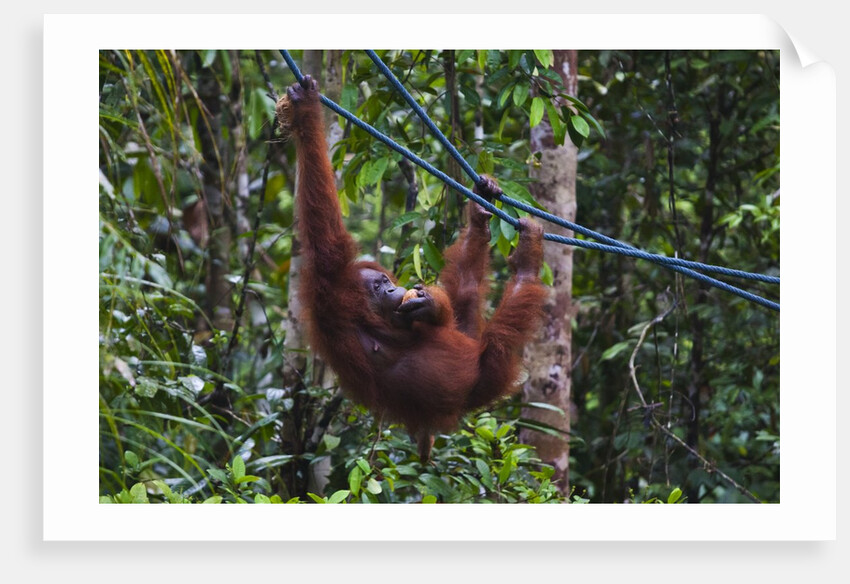 Orangutan (Pongo pygmaeus) at the Semenggok Orangutan Rehabilitation Center by Anonymous