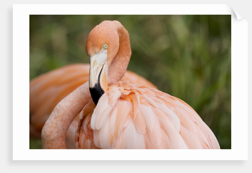 American flamingo taking care of its feathers by Anonymous