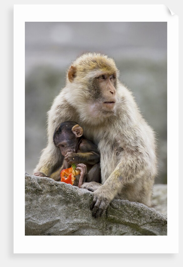 A Barbary Macaque baby feeding in the arms of the mother by Anonymous