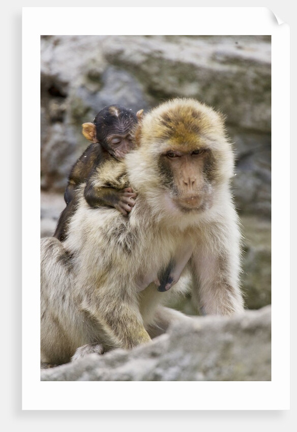 A barbary macaque baby on the back of the mother animal by Anonymous