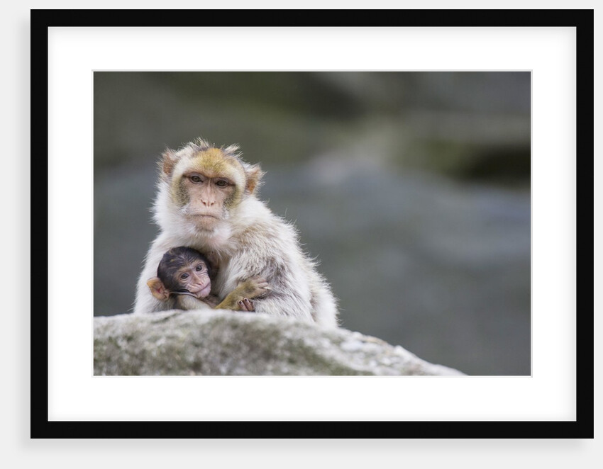 A scared barbary macaque baby protected by the mother by Anonymous