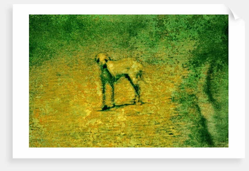 Dog by Anonymous