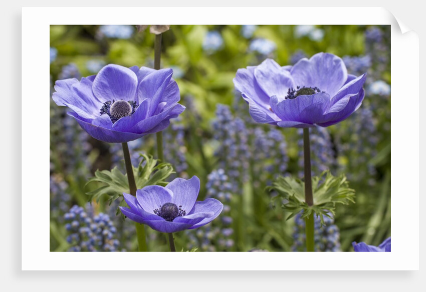 Longwood Garden Spring by Anonymous