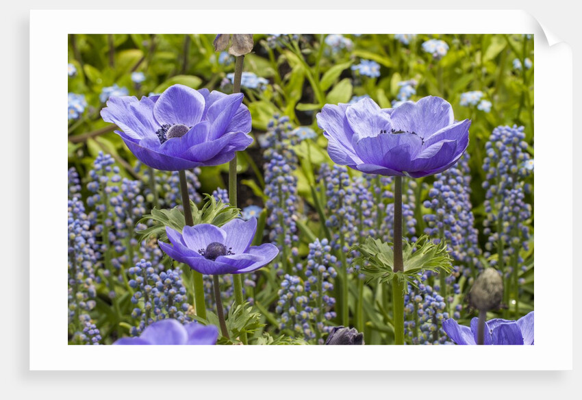 Longwood Garden Spring by Anonymous