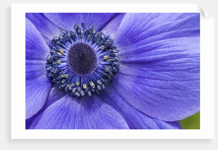 Violet Anemone Flowers Longwood Garden Spring by Anonymous
