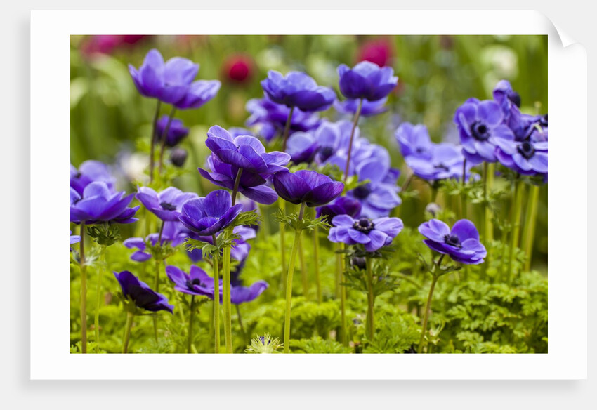 Violet Anemone Flowers Longwood Garden Spring by Anonymous